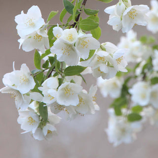 Jasmine Flowers