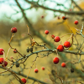 Relax and Repair with Rosehip Oil 😌